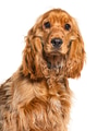English cocker spaniel dog close up portrait looking - PhotoDune Item for Sale
