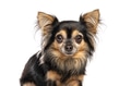 Long haired chihuahua dog portrait on white background - PhotoDune Item for Sale