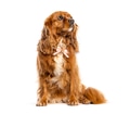 Cavalier king charles spaniel dog wearing pink bow sitting - PhotoDune Item for Sale