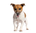 Jack russell terrier dog panting looking at camera - PhotoDune Item for Sale