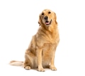 Golden retriever dog sitting, looking at camera, white background - PhotoDune Item for Sale