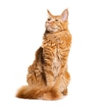 Ginger maine coon cat sitting looking up on white background - PhotoDune Item for Sale