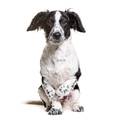 Black and white crossbreed dog sitting on white background - PhotoDune Item for Sale