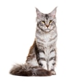 Maine coon cat silver tabby looking straight - PhotoDune Item for Sale
