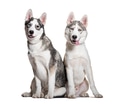 Two siberian husky puppies sitting together - PhotoDune Item for Sale