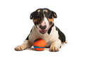 Bull terrier dog lying with orange play ball - PhotoDune Item for Sale
