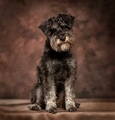 Schnauzer dog sitting for a studio portrait - PhotoDune Item for Sale