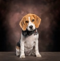 Beagle puppy wearing bandana in studio portrait - PhotoDune Item for Sale