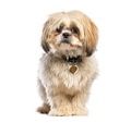 Shih tzu dog standing wearing a collar with a heart id tag - PhotoDune Item for Sale