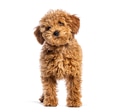 Brown poodle puppy standing and looking curious - PhotoDune Item for Sale