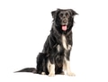 Border collie mix dog sitting white background - PhotoDune Item for Sale