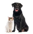 Black labrador dog and calico cat posing together - PhotoDune Item for Sale