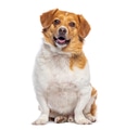 Happy mixed breed dog sitting on white background - PhotoDune Item for Sale