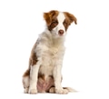 Border collie puppy sitting, looking at camera - PhotoDune Item for Sale