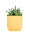 Haworthia fasciata zebra plant in yellow ribbed pot - PhotoDune Item for Sale