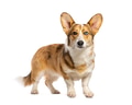 Cardigan welsh corgi dog standing, sporting heterochromia - PhotoDune Item for Sale
