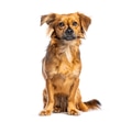 Brown mixed breed dog sitting looking at camera - PhotoDune Item for Sale