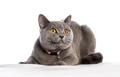British shorthair cat lying, wearing pink collar, looking - PhotoDune Item for Sale