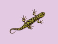 Marbled newt triturus marmoratus isolated against pink background - PhotoDune Item for Sale
