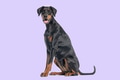 Doberman pinscher dog sitting on purple background - PhotoDune Item for Sale