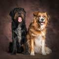 Two happy companion dogs sitting together in studio - PhotoDune Item for Sale