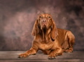Vizsla dog looking calmly at camera in studio - PhotoDune Item for Sale