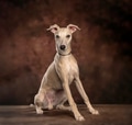 Whippet dog sitting in studio portrait looking forward - PhotoDune Item for Sale