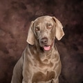 Weimaraner dog sitting friendly, studio portrait on brown backdrop - PhotoDune Item for Sale