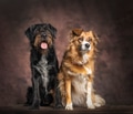 Two furry companion dogs sitting together - PhotoDune Item for Sale