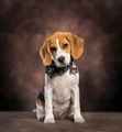 Beagle puppy wearing bandana sitting in studio - PhotoDune Item for Sale