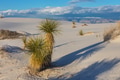 Plants in White sand dunes - PhotoDune Item for Sale