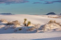 Plants in White sand dunes - PhotoDune Item for Sale