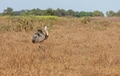 Ostrich - PhotoDune Item for Sale
