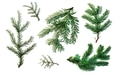 Green fir twigs isolated on white background for Christmas designs - PhotoDune Item for Sale